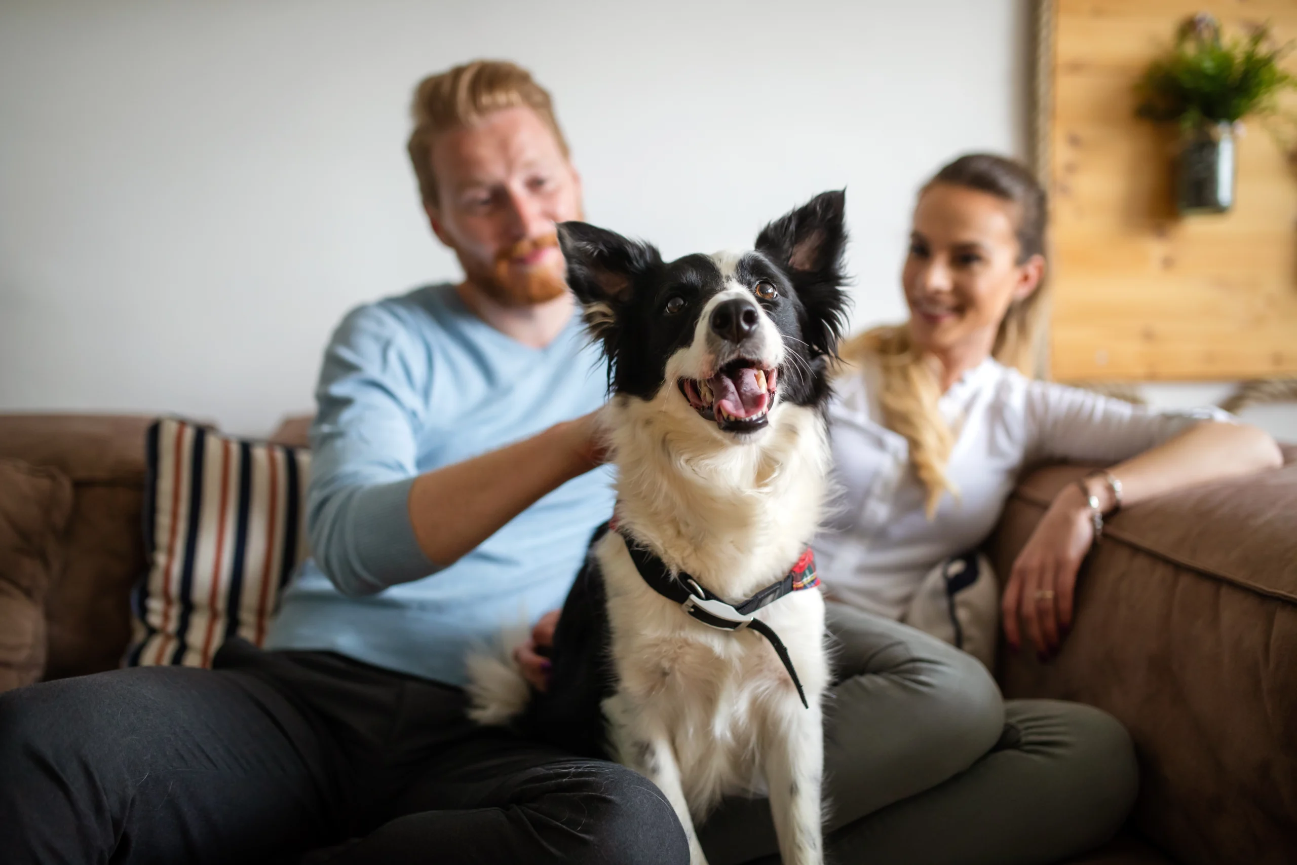 The Gentle Guide to Natural Pet Care